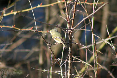 Yellow-Bellied Flycatcher 04/25/2020-01