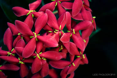 Red Flowers