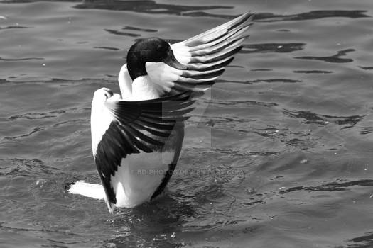 WWT Wetlands Llanelli