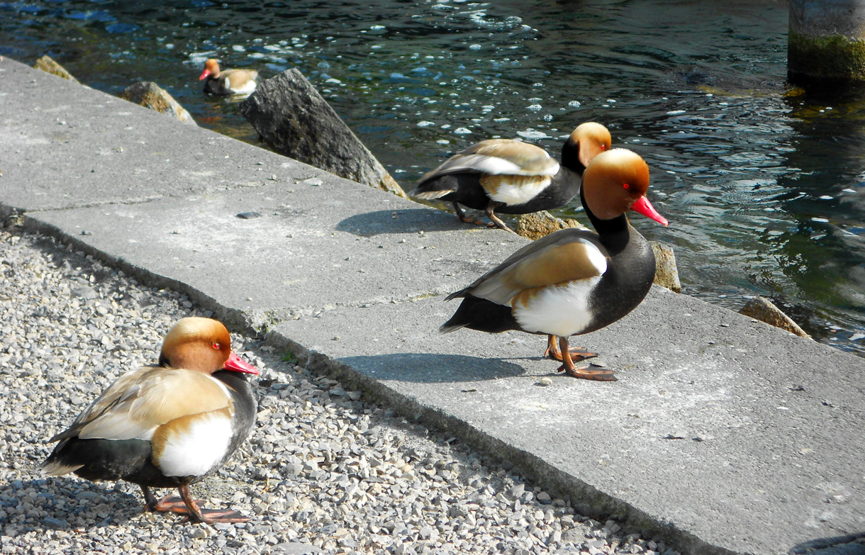 Lake Zurich: Red-crested Pochard