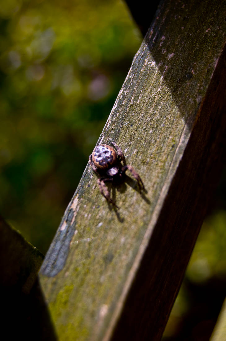 Adam Insect Insect 2 by adamlonsdale on DeviantArt