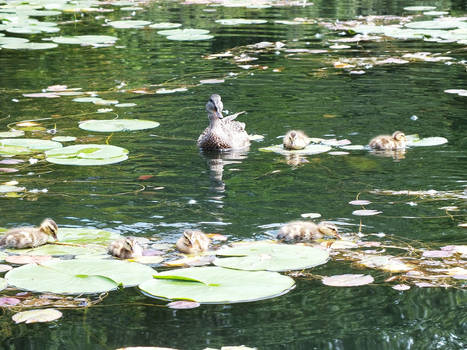 Climbing the Lily Pads