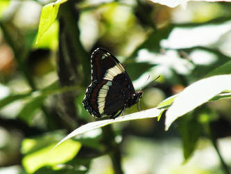 Banded Butterfly