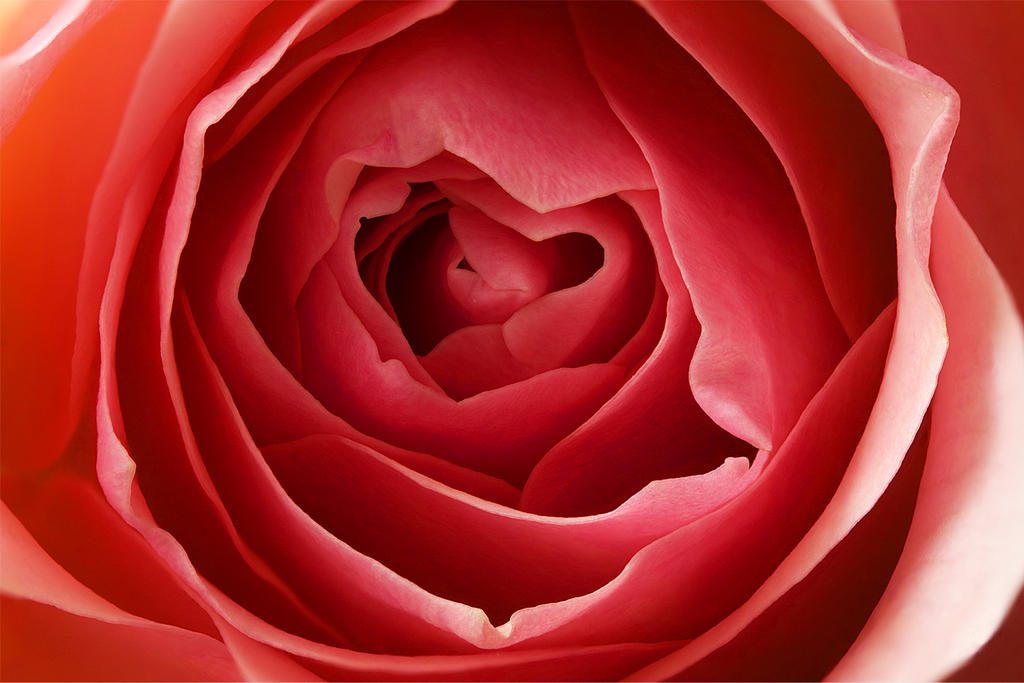 Pink Roses Stacked Focus stacked pink rose by floriske on DeviantArt