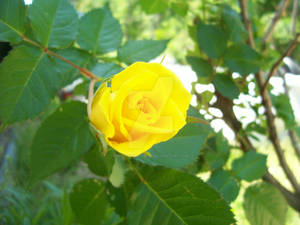 yellow rose