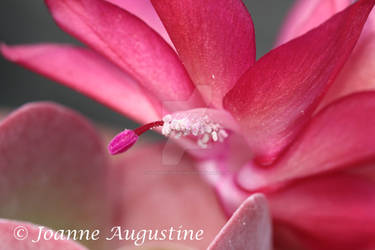 Rose catus fleur