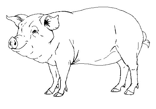 Свинья распечатать. Вид сбоку свинья контур. Свинья сбоку карандаш. Раскраска свинья. Поросенок раскраска.