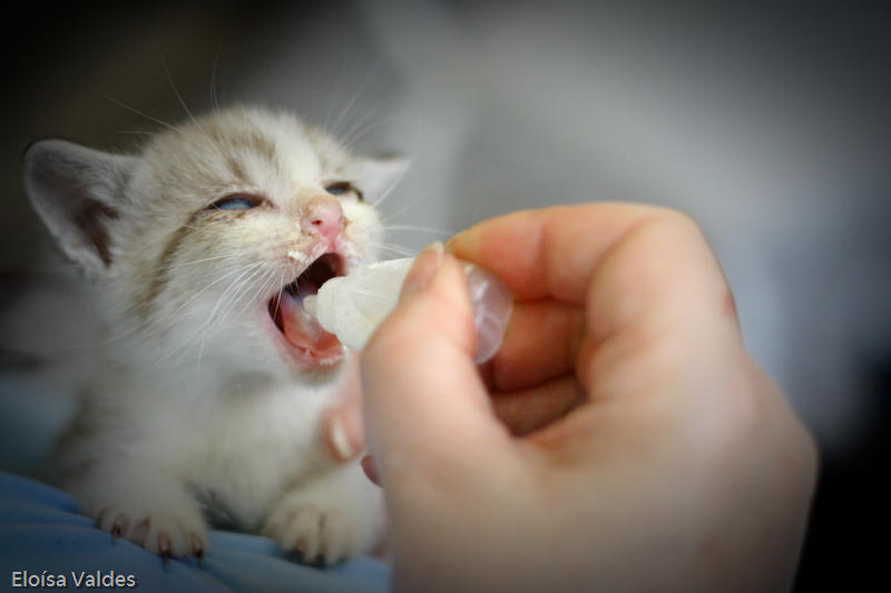 44 kittens: Nom Nom Nom Nom... by Helewidis