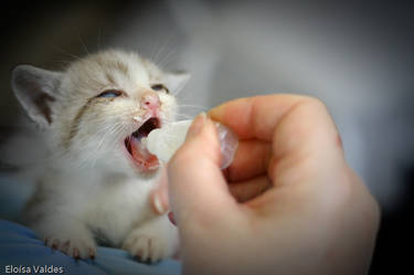 44 kittens: Nom Nom Nom Nom...