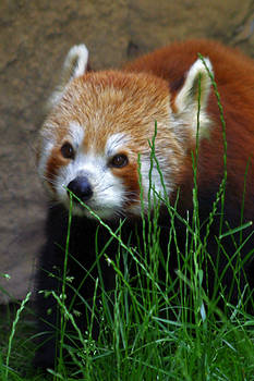 red panda