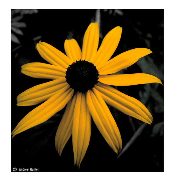 Black Eyed Susan