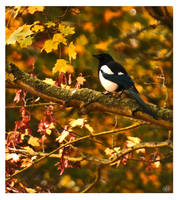 One For Sorrow Two For Joy