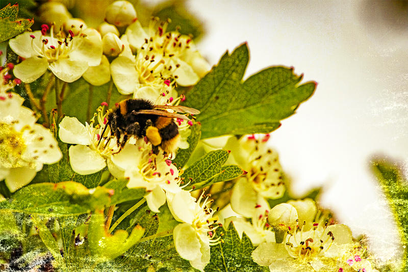 A Bumble Bee Feeding On Some Crataegus Flowers