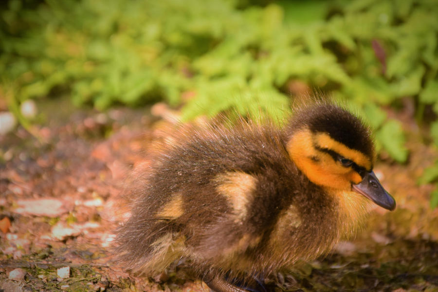 What A Cute Little Duckling This Is by fineartbyandrewdavid