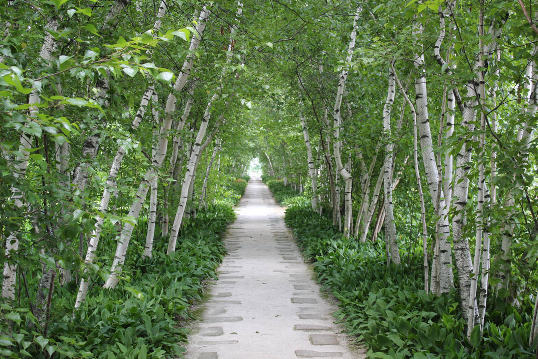 The path not taken by pro7484 on DeviantArt