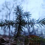 Baby pine tree I found lol 