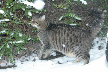 First Snow