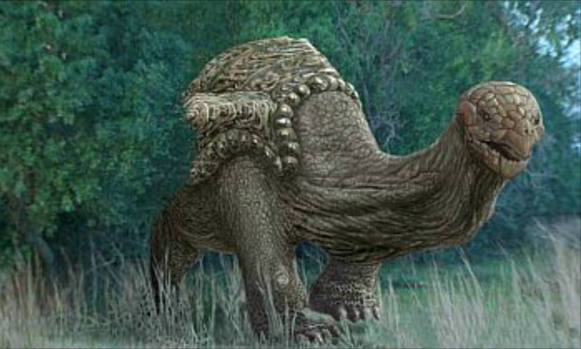 Toril Raton Toraton by DracoTyrannus on DeviantArt