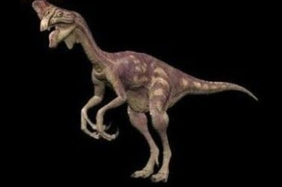 Aviraptor Oviraptor #2 by DracoTyrannus on DeviantArt