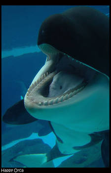 Happy Orca