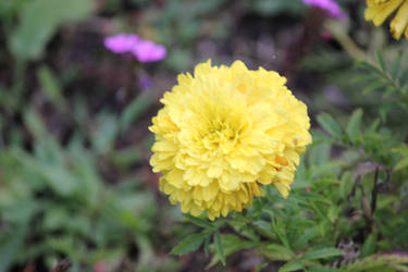 Yellow Flower