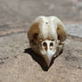 Tyto Alba Skull- Barn Owl 2