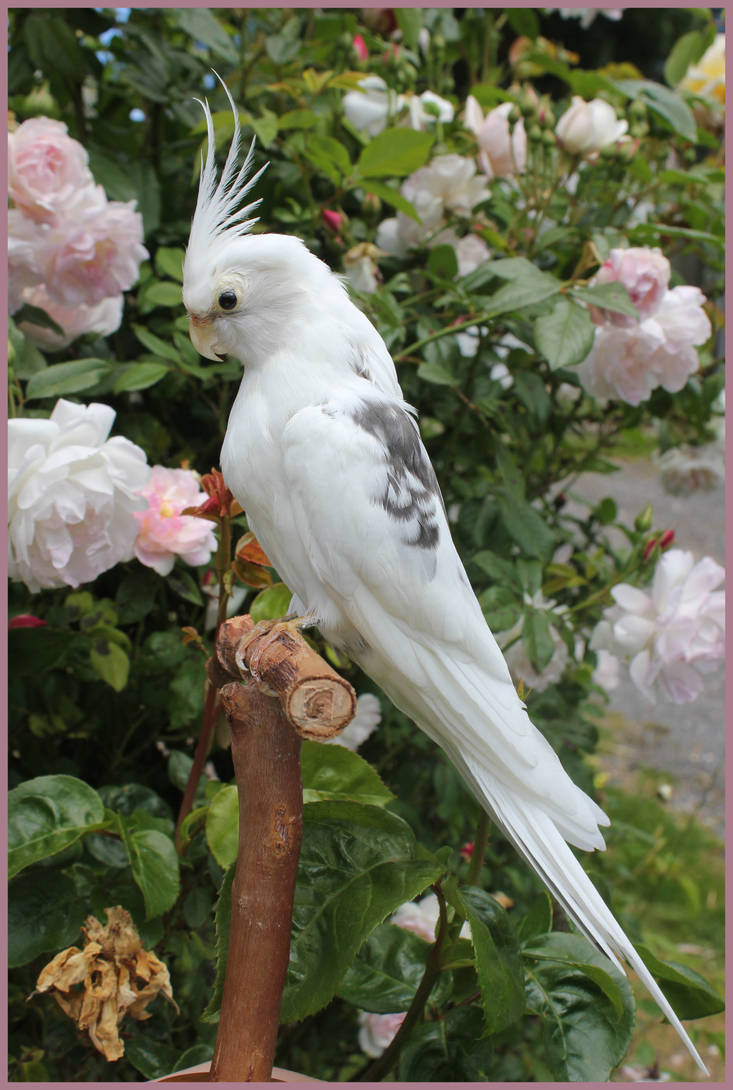 Taxidermy Cockatiel