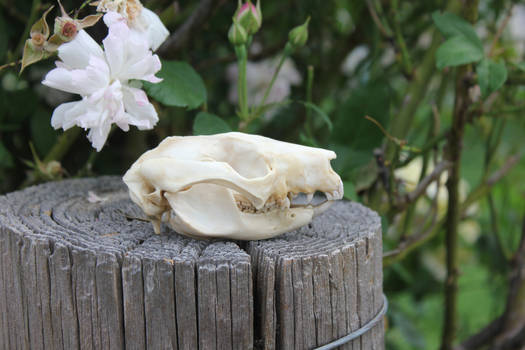 Brushtail Possum Skull