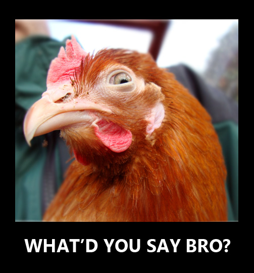 Rooster Meme by Candie773 on DeviantArt