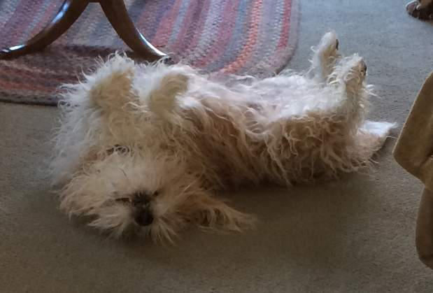 A~the Inverted Dog Position by greyysh on DeviantArt