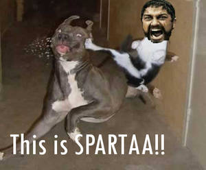 Sparta Kitty