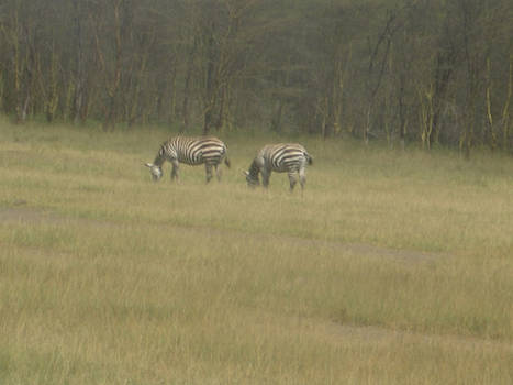 Zebra grazing