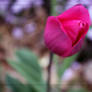 Rose Colored Petals