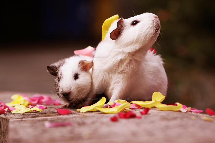 Guinea pig wedding