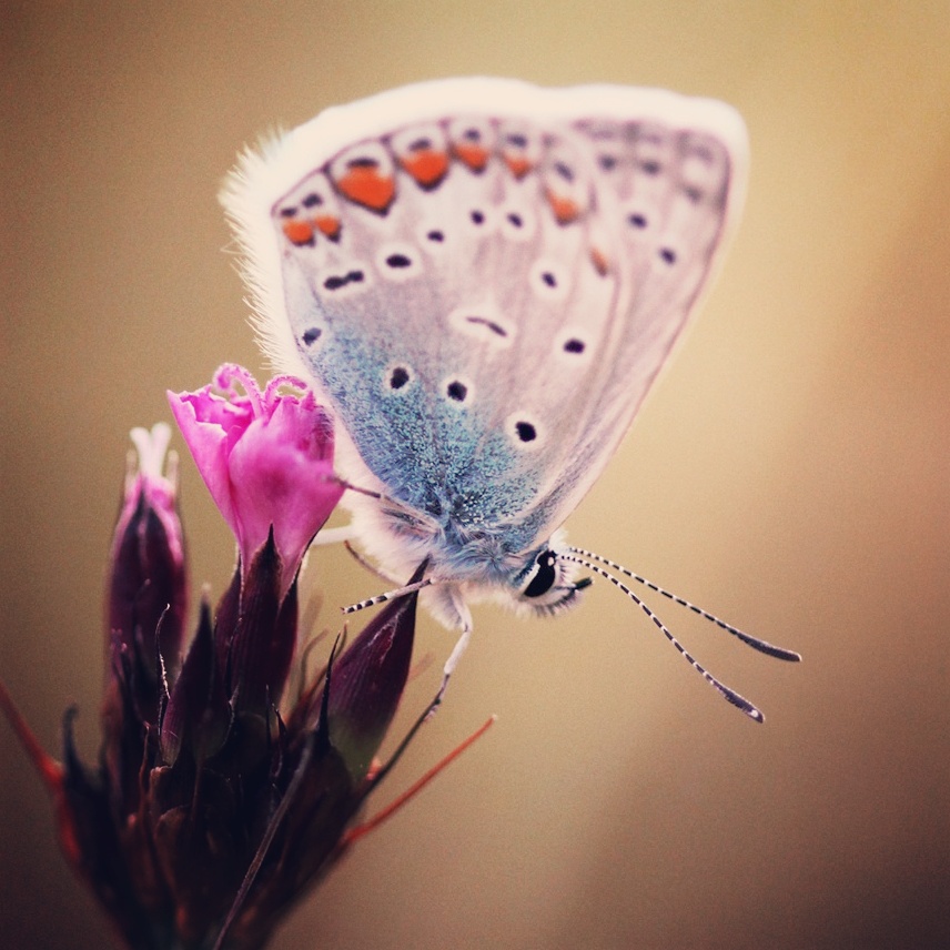 Polyommatus icarus