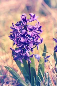 Hyacinthus