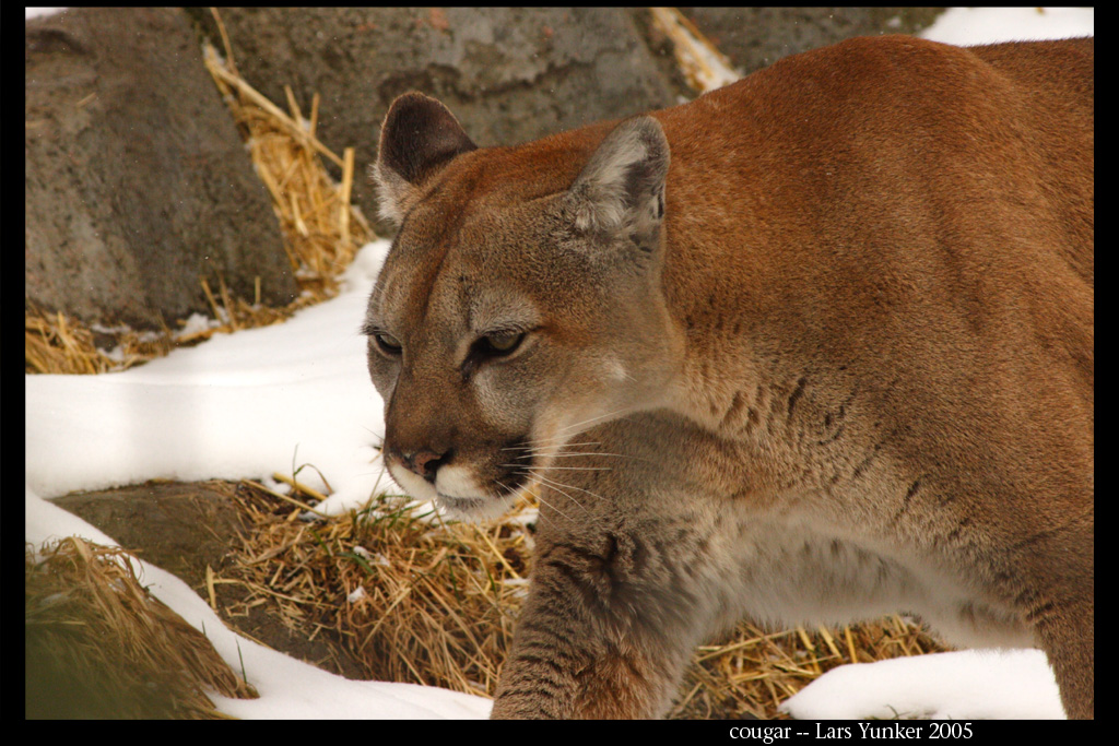 Cougar