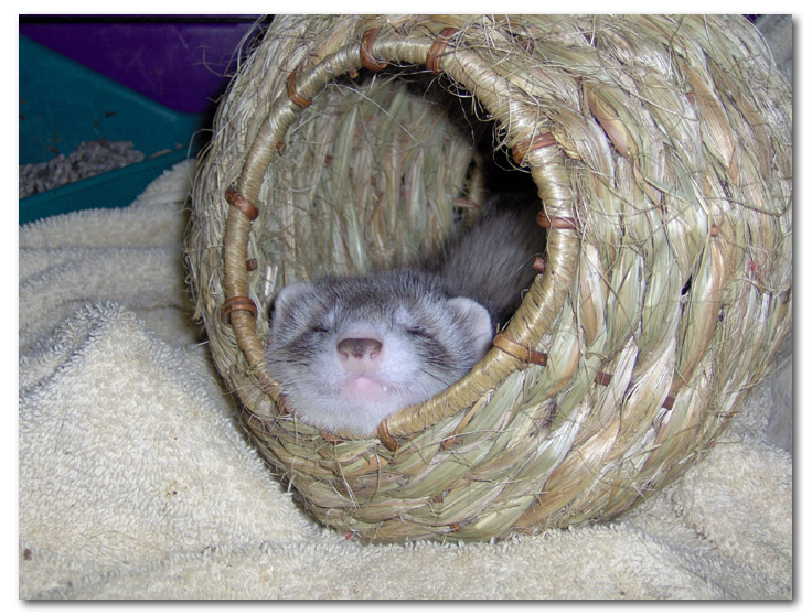 Ferret Basket