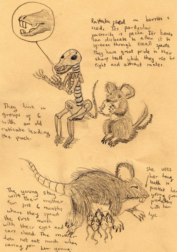 Realistic Rattata, Raticate by Novum-Semita on DeviantArt