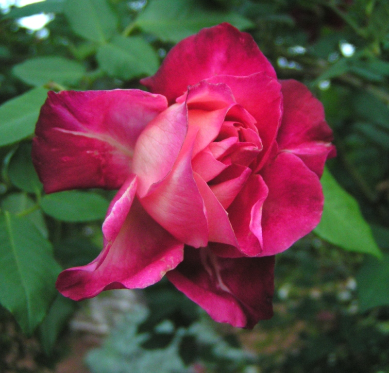 Fading Pink Rose