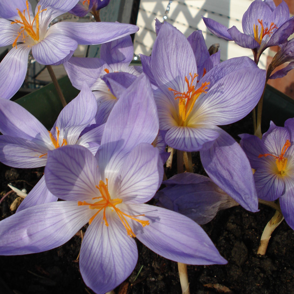 Crocus Blooming