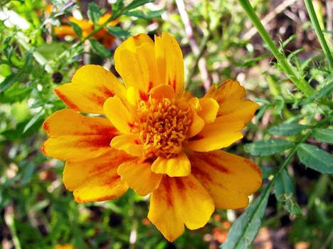 Marigold