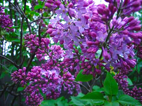 Garden Lilacs