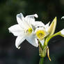 White Lily