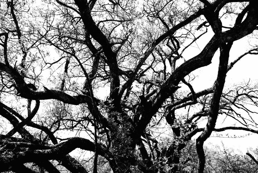 Arbol en ramas by eleKtroPeT on DeviantArt