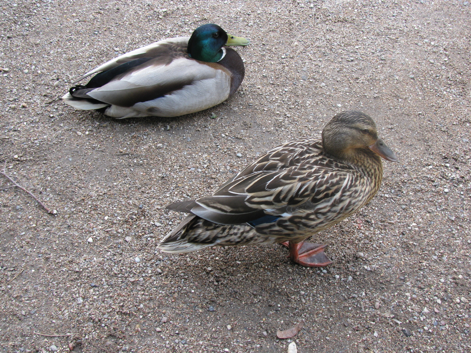 Duck 02