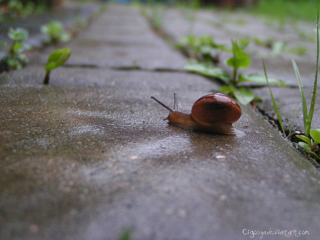 Snail's walk