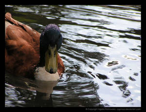 Anas platyrhynchos