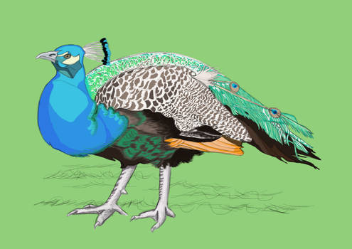 Royal Indian Peacock