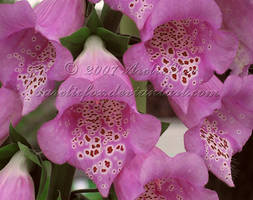 LOVELY FOXGLOVE